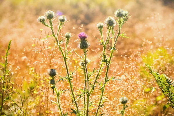 Cardo com flores rosa retroiluminado com o sol de verão — Fotografia de Stock