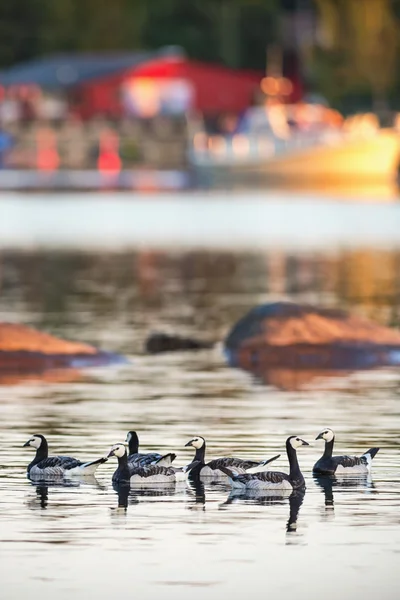 Canada goose swimming at a marina in sunset — Stock Photo, Image