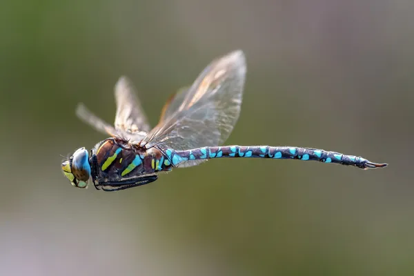 Πολύχρωμο dragonfly κατά την πτήση Εικόνα Αρχείου