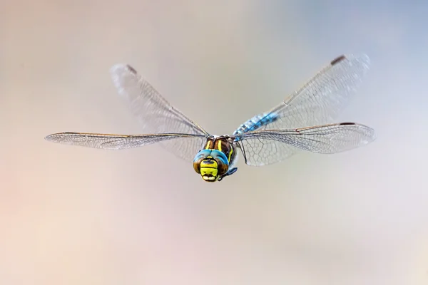 Bunte Libelle in der Vorderansicht — Stockfoto