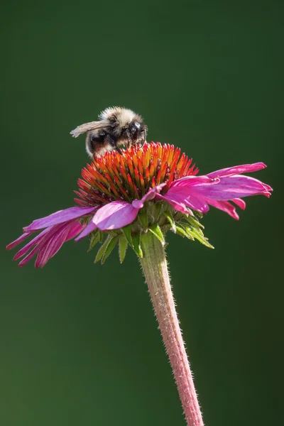 Bumblebee sitting on a purple sunflower — Stock Photo, Image