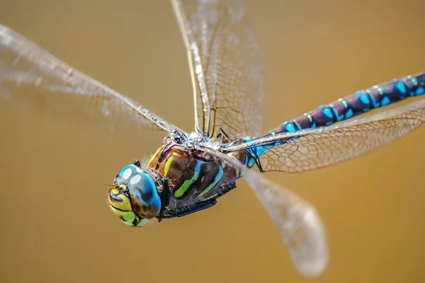 Kaiserlibelle Nahaufnahme im Flug — Stockfoto