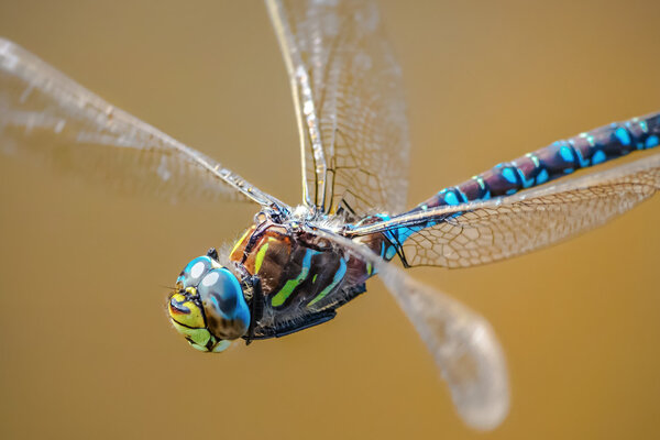 Emperor dragonfly closeup in flight