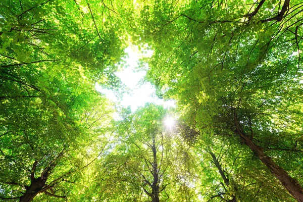Πράσινα φύλλα με ένα φωτεινό ήλιο — Φωτογραφία Αρχείου