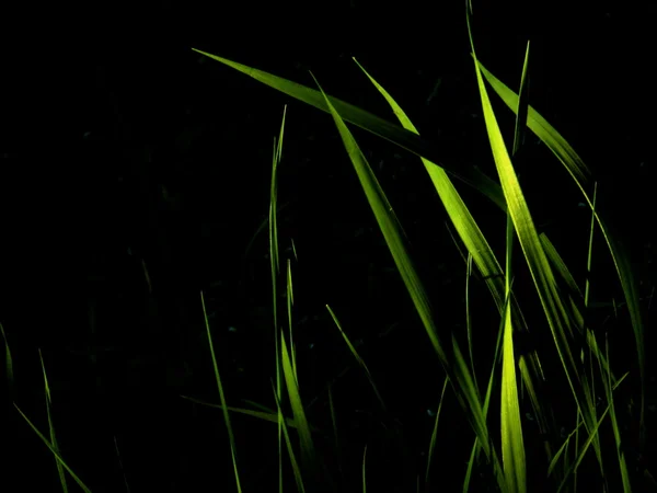 Gras in der Nacht — Stockfoto