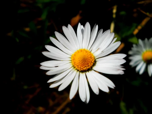 Flor — Foto de Stock