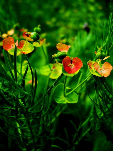 Blumen — Stockfoto