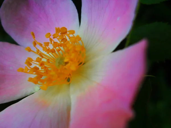 Rózsa - Rosa canina — Stock Fotó