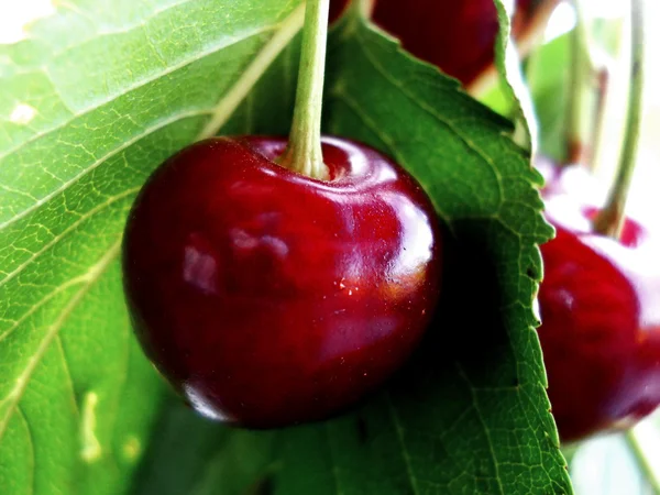 Cherry — Stock Photo, Image