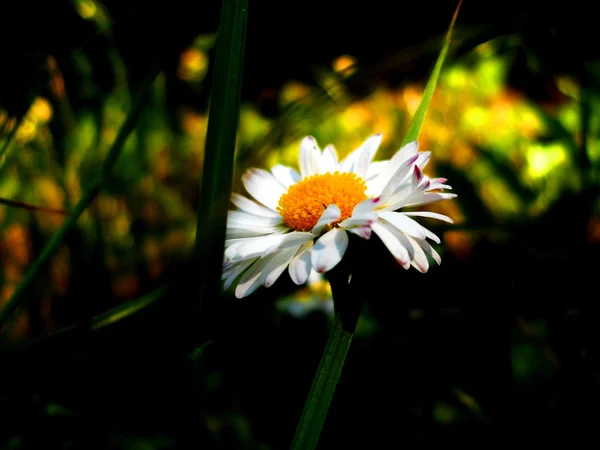 Aster virág — Stock Fotó