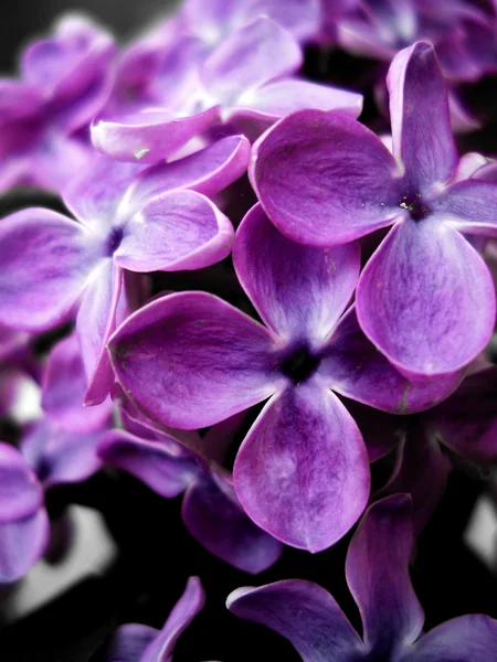 Фиолетовые цветы Стоковая Картинка