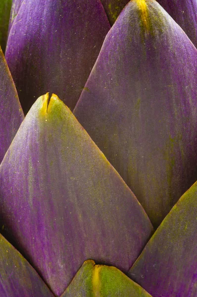 Artichoke Pattern — Stock Photo, Image