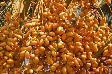 Sarı tarihleri kırpma