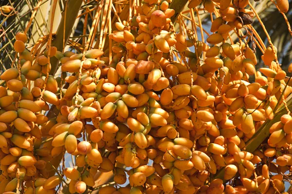 Sarı tarihleri kırpma