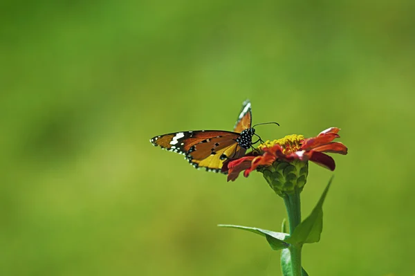 Flower Butterfly — Stock Photo, Image