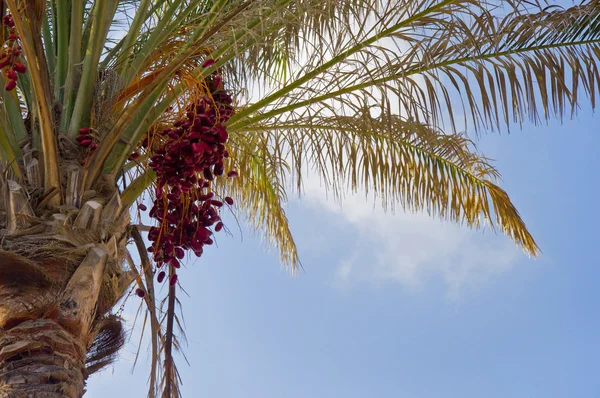 Red Dates Palm — Stock Photo, Image