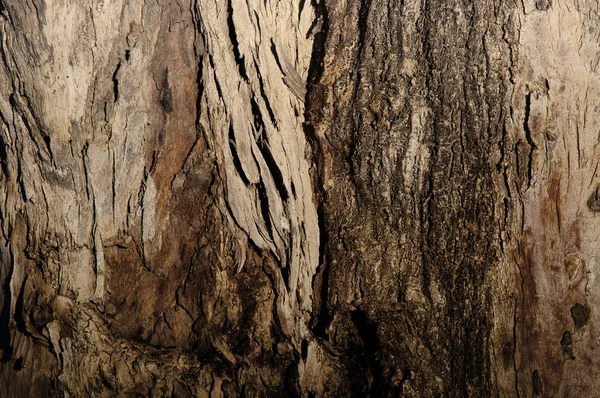 Brown Tree Bark — Stock Photo, Image