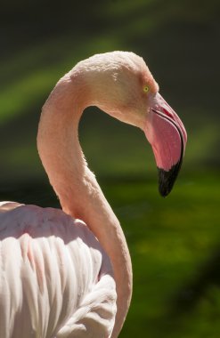 Flamingo kuşu