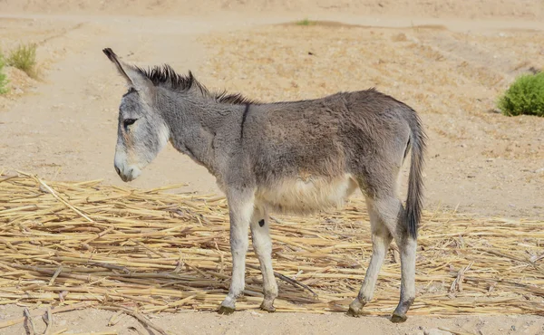 Burro. — Foto de Stock