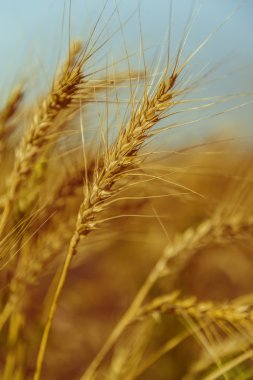 Altın olgun buğday