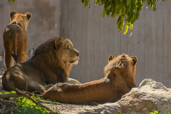 Afrikanische Löwenfamilie — Stockfoto