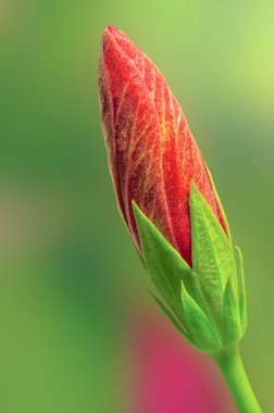 Kırmızı hibiscus bud