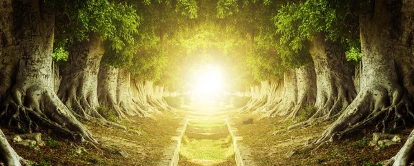 Tree Tunnel