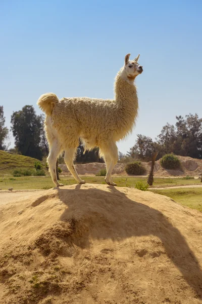 Niedliches Lama steht auf Felsen — Stockfoto