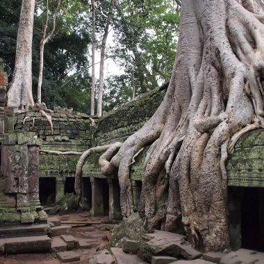 ta prohm, angkor, Kamboçya