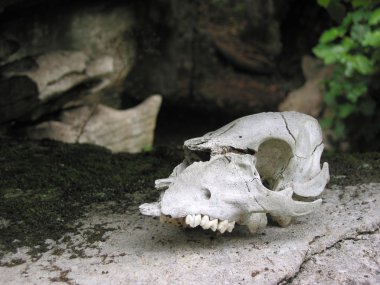 Sheep´s skull