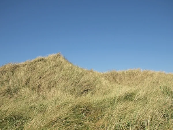 Overgrown dunes — Stock Photo, Image