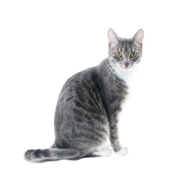 gümüş gri tekir kedi