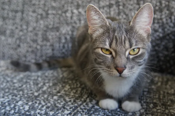 Gato de mesa — Fotografia de Stock