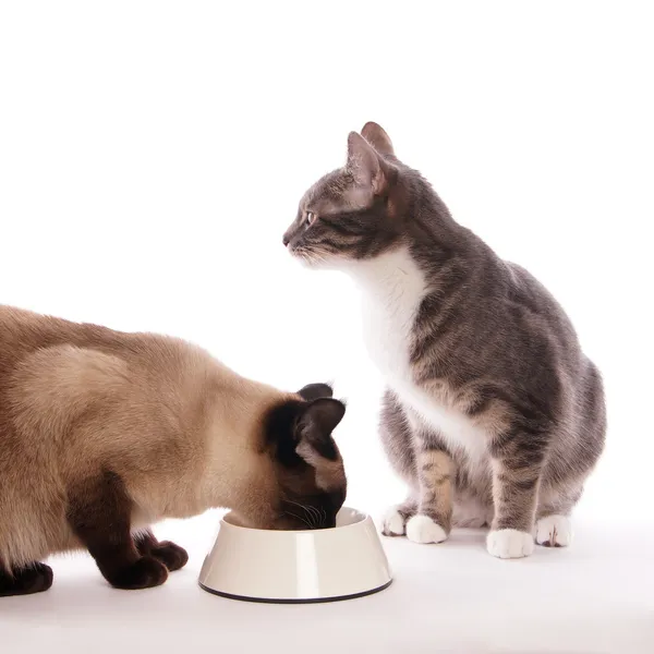 Cat with feeding bowl — Stock Photo, Image