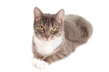 tekir kedi