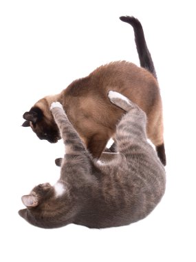 Cats fighting clipart
