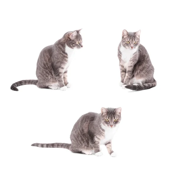 줄무늬 고양이 모음 — 스톡 사진
