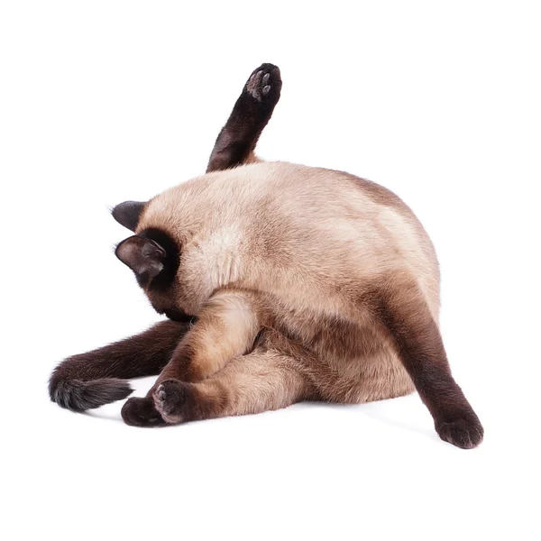 Kočka preening — Stock fotografie