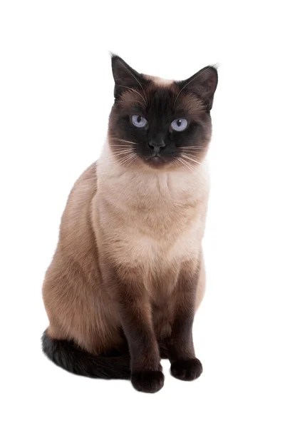 Siamese cat — Stock Photo, Image