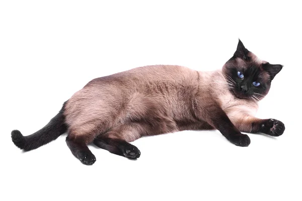 Siamese kat — Stockfoto