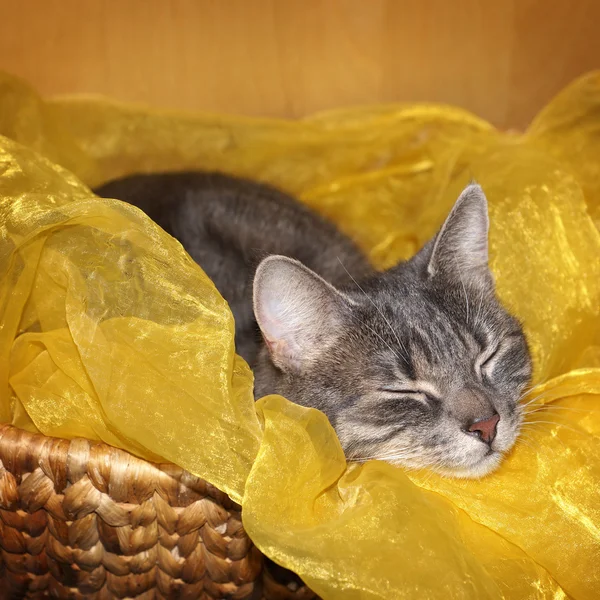 Tabby gato dormindo — Fotografia de Stock