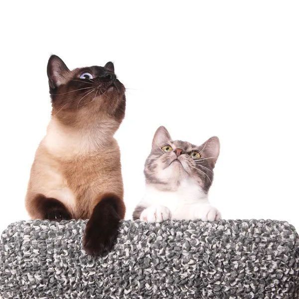 Любопытные кошки, смотрящие вверх — стоковое фото