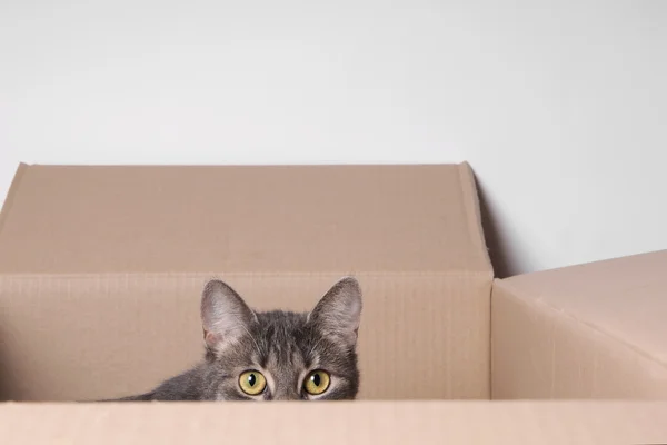 Gato en caja —  Fotos de Stock