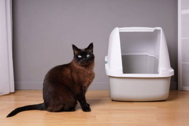 Siyam kedisi evde kapalı kedi kumu kutusunun yanında oturuyor.