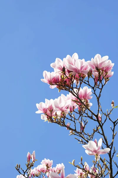 Florecimiento del árbol de magnolia en Alemania en marzo — Foto de Stock