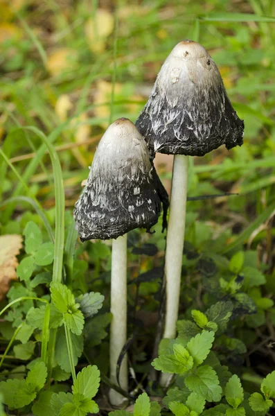 Fungus beetle — Stock Photo, Image