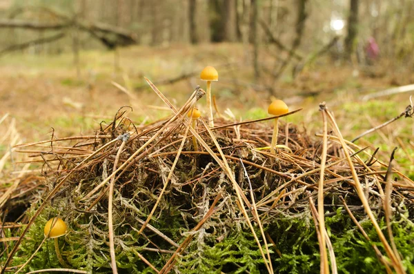 Psilocybe — Stockfoto