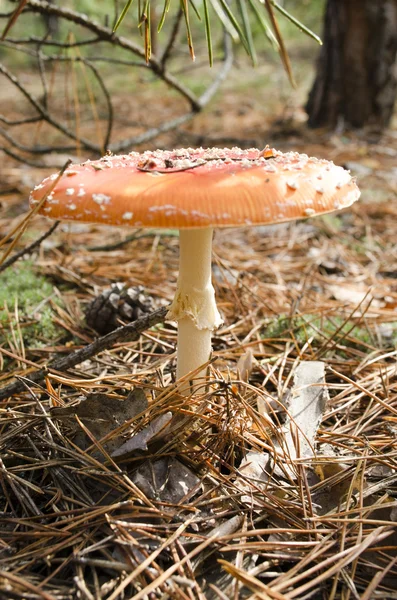 Amanita in the pine forest — Stock Photo, Image