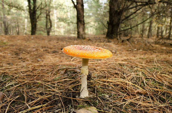 Amanita in the pine forest — Stock Photo, Image