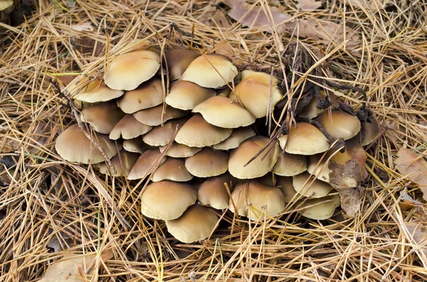 Nameko in a pine forest — Stock Photo, Image